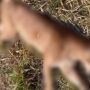 Animal foi localizado por ciclistas na regi&atilde;o da Ponte do Grego