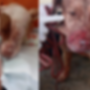 Um dos animais foi levado ao CCZ e o outro permanece internado em cl&iacute;nica veterin&aacute;ria
