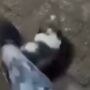 Suspeita arremeça animal no chão e ainda chuta o filhote
