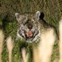 Segundo o On&ccedil;afari, o comportamento observado ajuda pesquisadores a entender as disputas por territ&oacute;rio e as intera&ccedil;&otilde;es relacionadas &agrave; reprodu&ccedil;&atilde;o da esp&eacute;cie