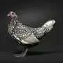 Ra&ccedil;a brit&acirc;nica Sebright chama aten&ccedil;&atilde;o pela plumagem ornamental e apar&ecirc;ncia que parece feita &agrave; m&atilde;o