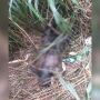 V&iacute;tima foi localizada em &aacute;rea de vegeta&ccedil;&atilde;o em Pedro Juan Caballero, cidade paraguaia que faz fronteira com Ponta Por&atilde;