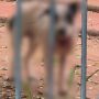 Cachorros ficam soltos na rua, apresentando ferimentos devido a brigas com outros animais 