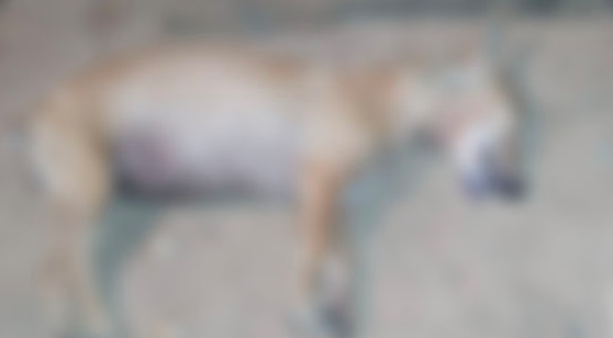 Babaca: homem invade quintal e mata cachorro a pauladas em Anastácio