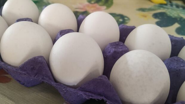 ‘Roskovo’: preço da carne aumenta consumo de ovos em MS