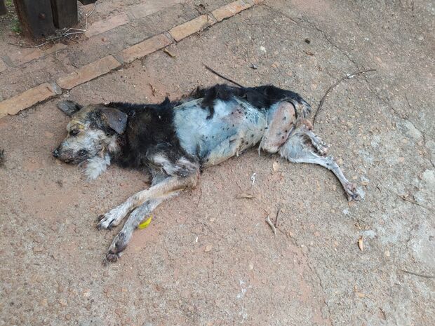 Vendedor viaja e cachorro morre abandonado sozinho em casa