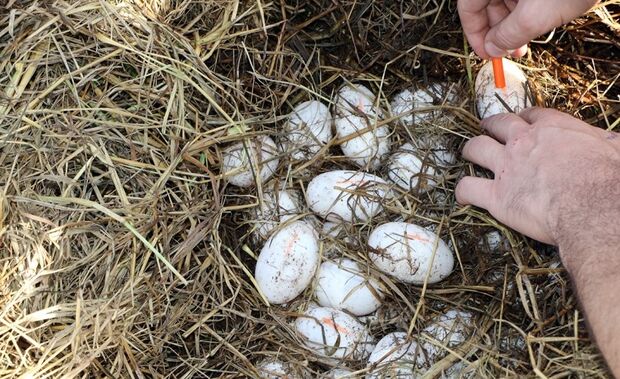 Ovos de jacaré são retirados de ponto turístico em MS