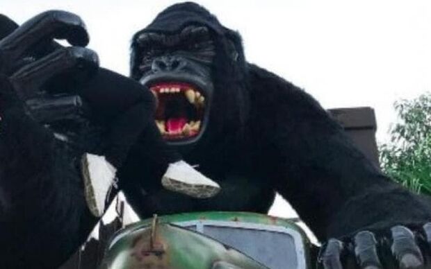 Família diz que menino caiu após se assustar com rugido de 'gorila' no Beto Carrero