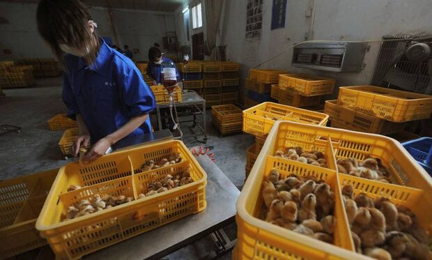 China registra 1º caso de gripe aviária H10N3 em humano