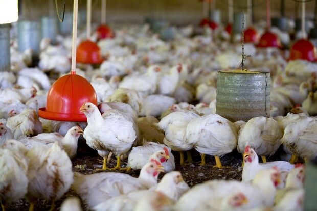 Japão anuncia fim do embargo às exportações de frango de MS