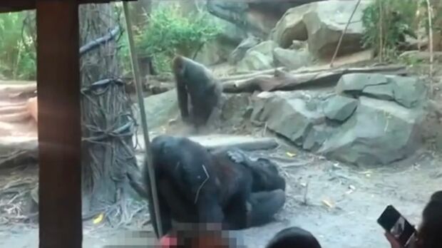 Vídeo: casal de gorilas faz sexo oral e choca visitantes de zoológico em Nova Iorque