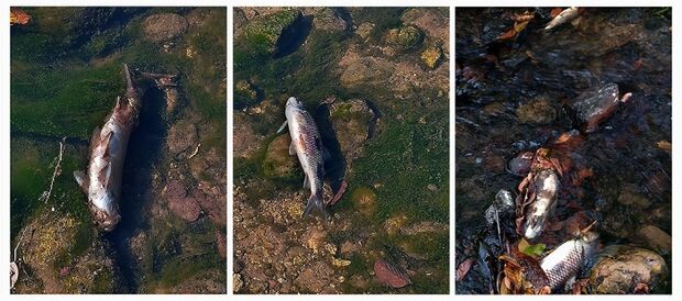 Mortes de peixes assustam e suspeita é estação de esgoto em Alcinópolis