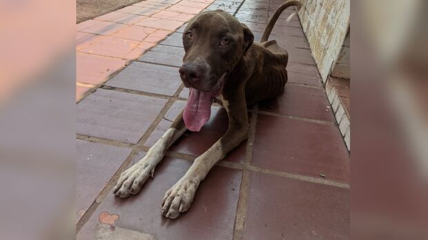 Jovem resgata cão que apareceu na frente de casa e precisa quitar custas de R$ 1,4 mil