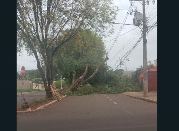 Árvore caída em tempestade impede trânsito no Coophatrabalho