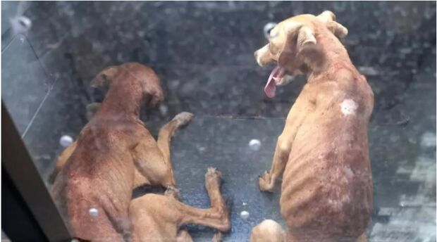 Família mata dois cães de fome e sobreviventes comem mortos em Campo Grande
