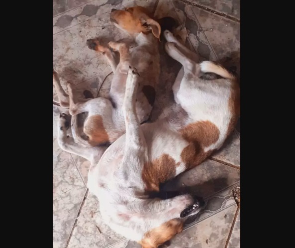 Cães morrem no aniversário de duas meninas e suspeita é veneno em Três Lagoas