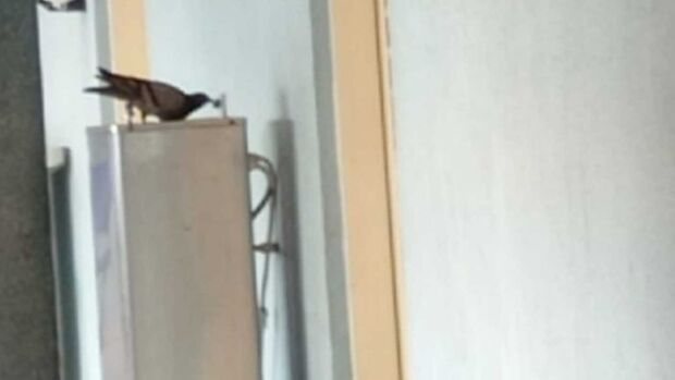 Pombo bebe água em bebedouro e coloca crianças em risco em centro médico (vídeo)