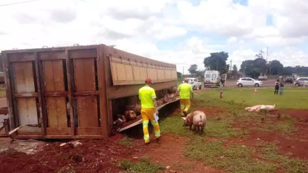 Caminhão carregado com porcos tomba na BR-163 em Dourados