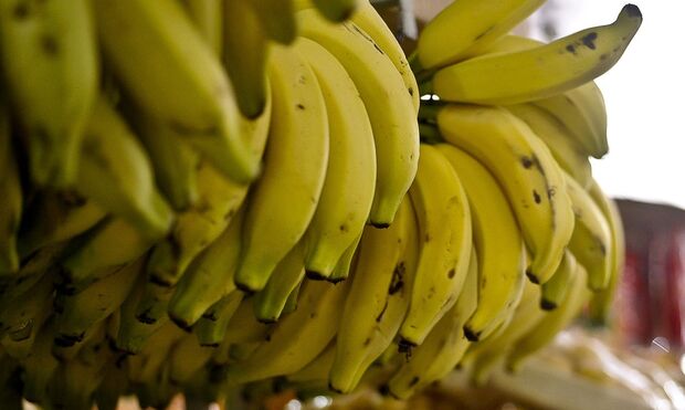Nova alta de preços deixa ‘banana a preço de ouro’ em Campo Grande