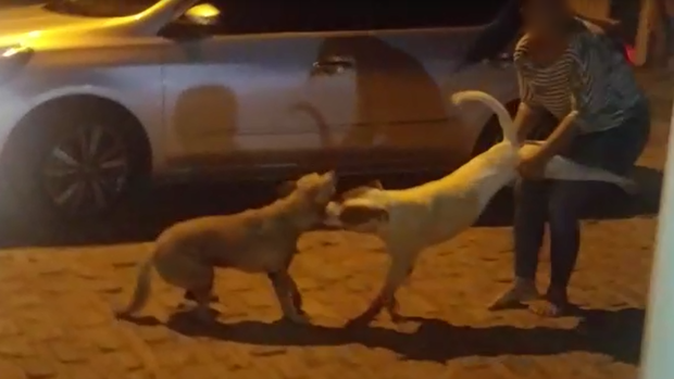 Pitbull ataca e mata cachorro no Guanandi