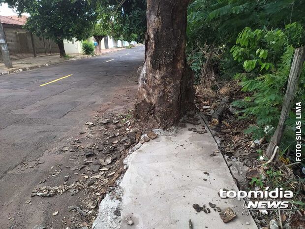 Calçada sem acessibilidade sufoca árvores na Vila Sobrinho (vídeo)