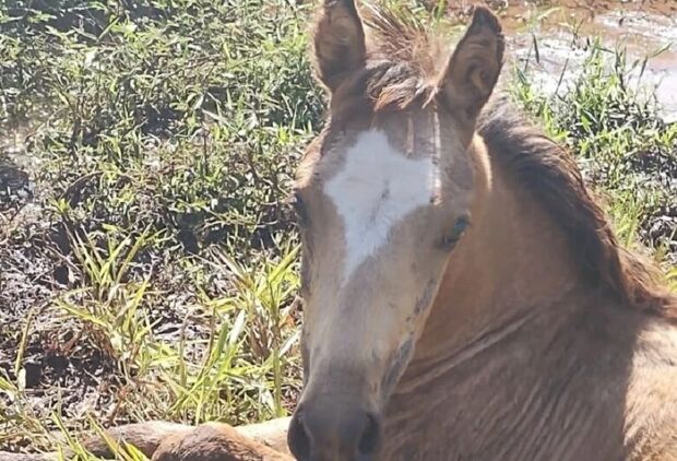 Idoso 'sem coração' abandona cavalo com pata quebrada em Cassilândia 