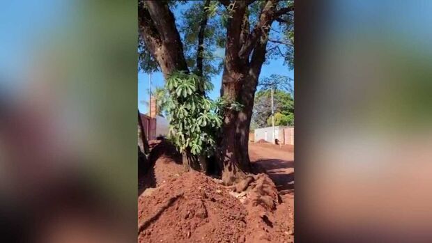 Moradores temem tragédia por causa de árvore condenada no Nova Campo Grande (vídeo)