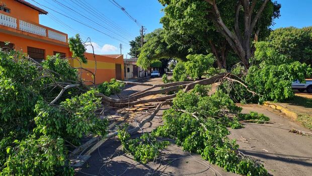 Árvore derrubada no temporal provoca transtornos na Vila Almeida (vídeo)