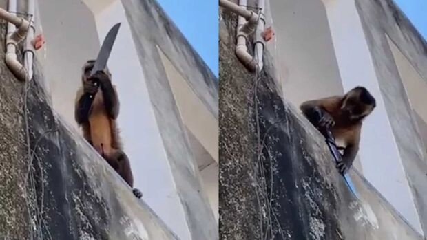Depois do macaco 'bebum' de MS, outro é flagrado amolando faca no Piauí (vídeo)