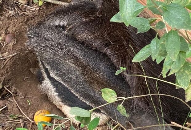 Tamanduá invade casa e é capturado pela PMA