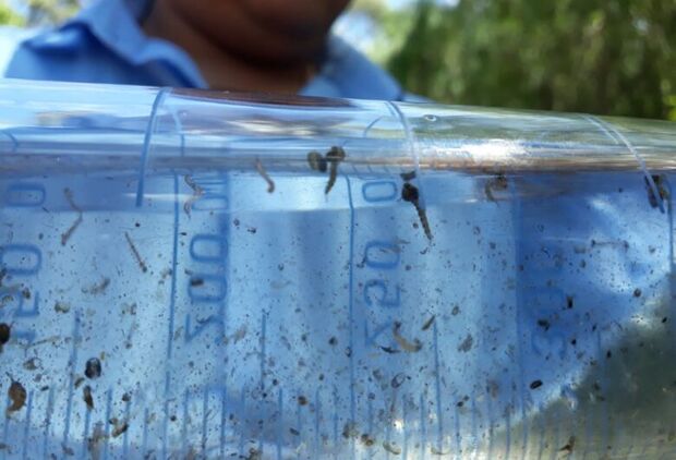 Menina de 11 anos morre de dengue em Dourados