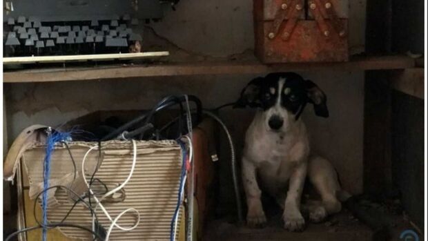 Cachorro que viu donos sendo mortos estava tremendo e escondido na casa em Coxim
