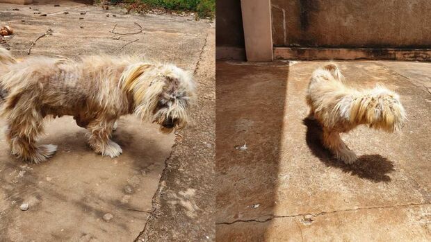Cachorra com sinais de maus-tratos é resgatada em Campo Grande (vídeo)
