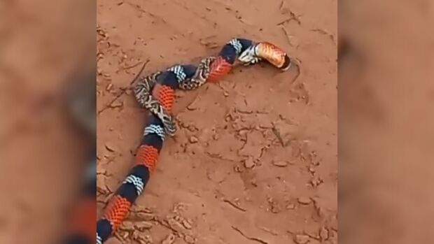 Cobra engolindo cobra: morador flagra treta de serpentes em zona rural de MS (vídeo)