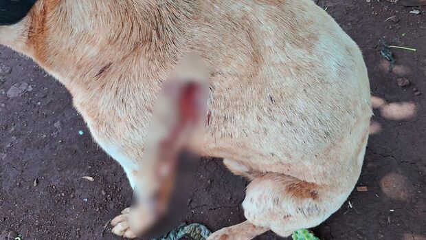 Cachorro é atingido por tiro em assentamento de Rio Brilhante