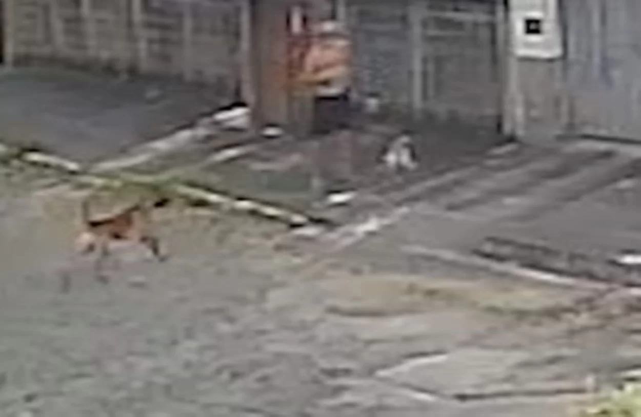Pastor-belga sem coleira abocanha e mata shih-tzu no meio da rua (vídeo)