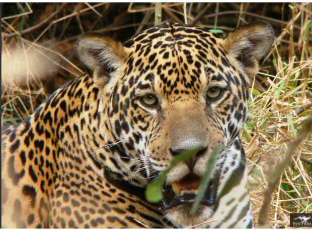 Livro ensina a observar e identificar espécies do Pantanal