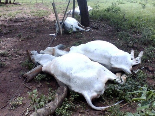 Pecuarista tem prejuízo de R$ 10 mil, após descarga elétrica matar 11 cabeças de gado