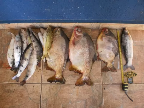 Campo-grandenses são presos por pesca predatória e multados em R$ 4,9 mil
