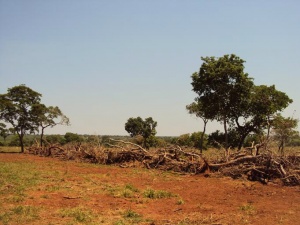 Pecuarista campo-grandense é autuado por desmatamento ilegal