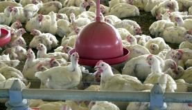 Abate de frangos e suínos é recorde no país; bovinos registram queda