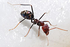 Formigas podem transmitir doenças em hospitais, alertam estudos da UEMS