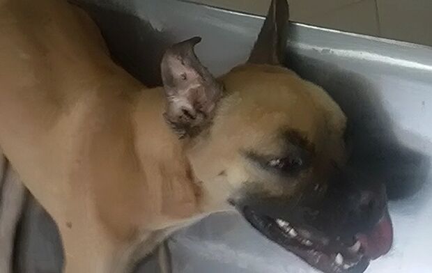 Vídeo: cuidadora encontra cães, gatos e galos vítimas de maus-tratos no José Abrão