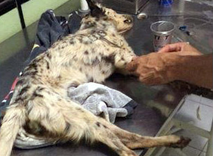 Cadela enterrada viva é resgatada após dez dias no Bairro São Carlos