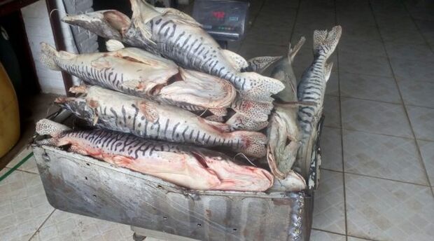 PMA prende dono de peixaria e apreende 216 kg de pescado comercializados ilegalmente