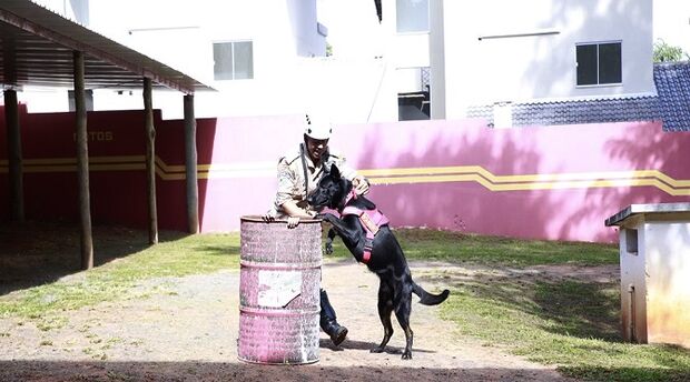 Cães ajudam Bombeiros em operações de busca, resgate e salvamento