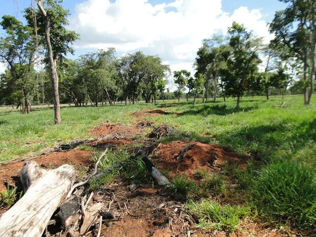 Fazendeira é multada em R$ 6,4 mil por exploração ilegal de madeira