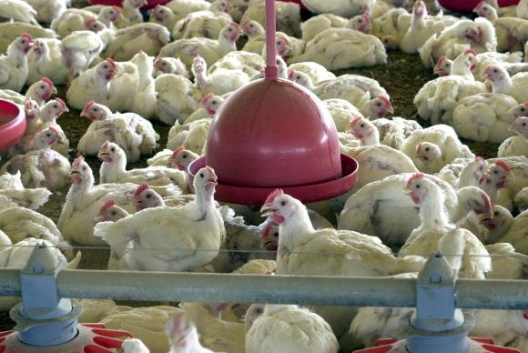 Abates de frangos e suínos e produção de ovos batem recorde