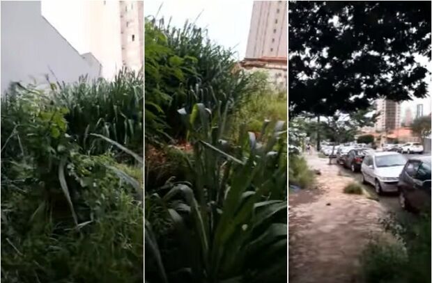 VÍDEO: matagal cresce descontrolado, destrói calçada e avança para casas vizinhas no Centro