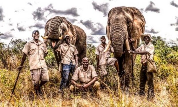 Elefante pisoteia domador até a morte em parque no Zimbábue